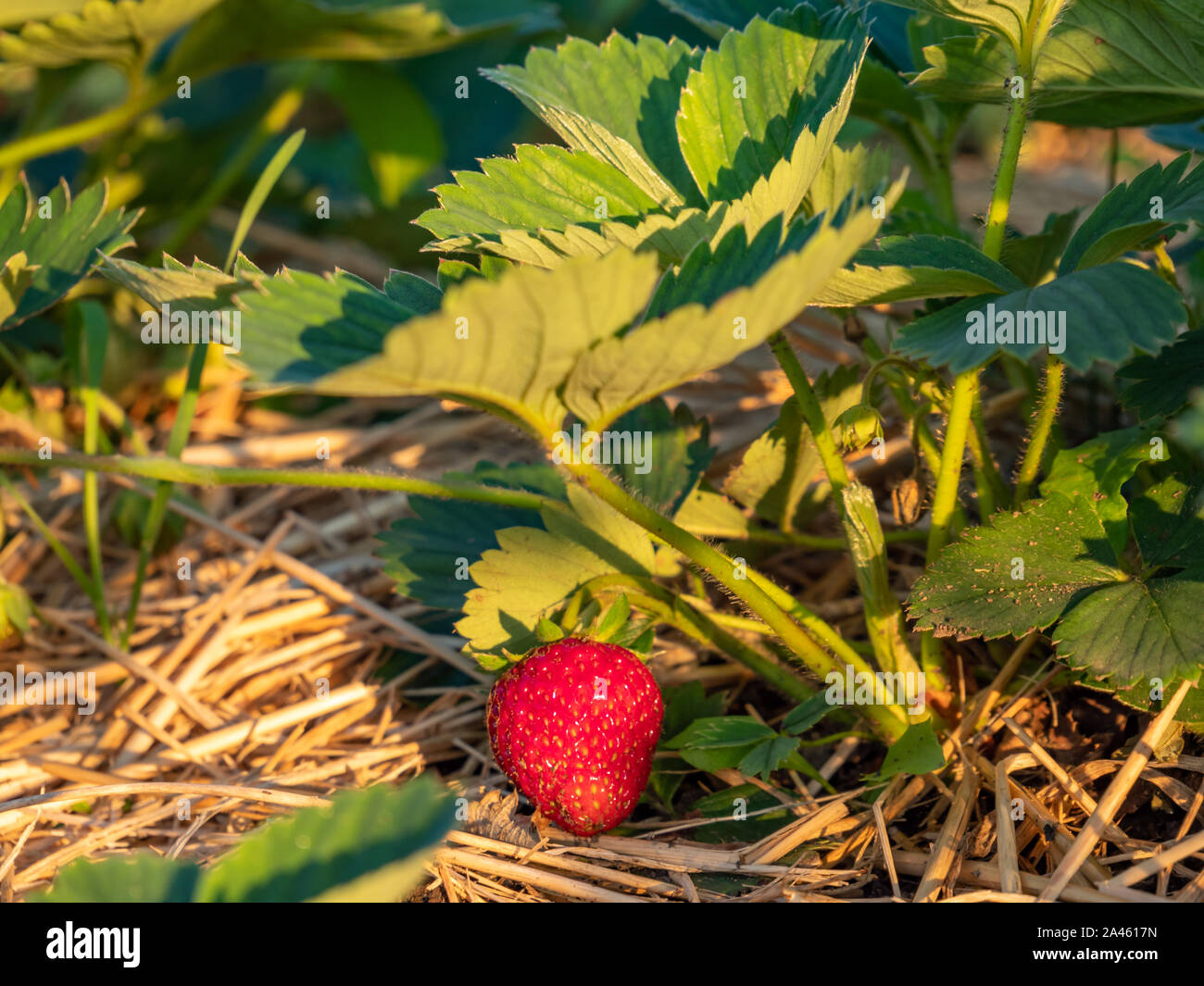 Strawberry with plant in the garden Stock Photo - Alamy