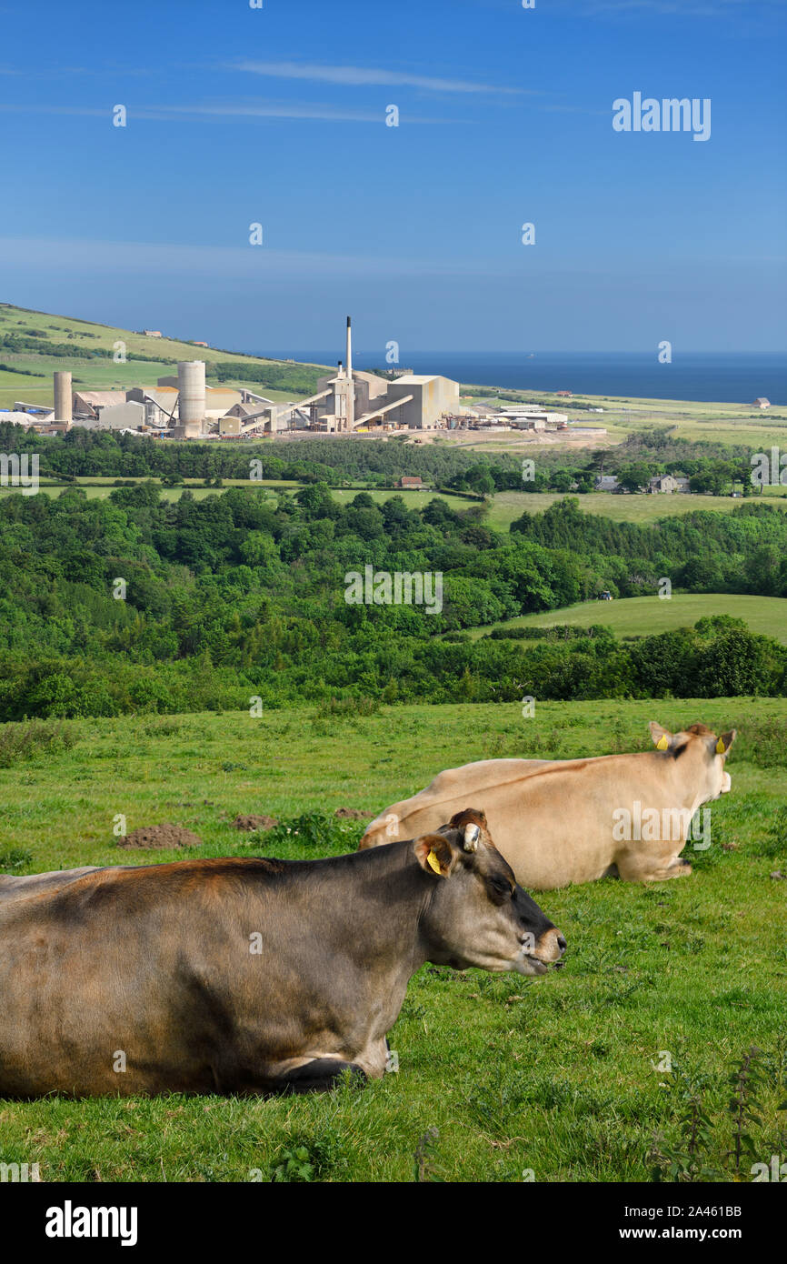 Guernsey dairy cows lying in a grass field with Boulby Mine producing