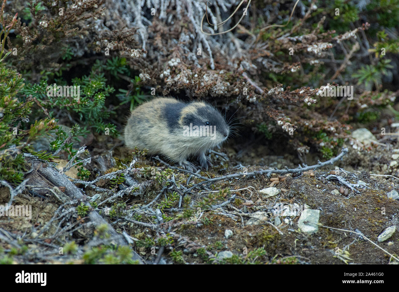 True lemming hi-res stock photography and images - Alamy