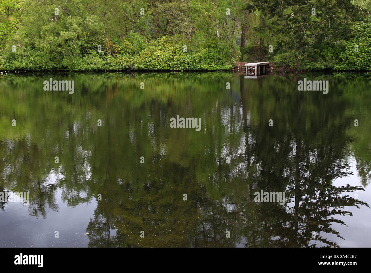 A small wooden landing stage is reflected in the calm water of a tiny, peaceful loch surrounded by thick greenery in Glen Affric (Scottish Highlands) Stock Photo