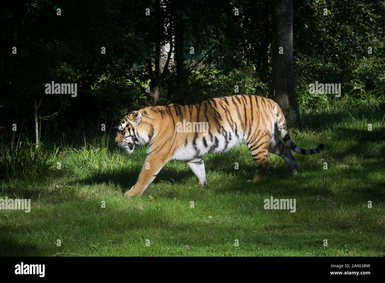 Prowling Tiger Hidden Keeper Stock Photo