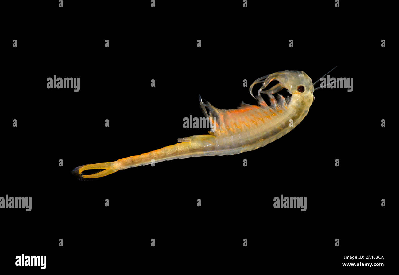 Fairy Shrimp - Branchipus schaefferi Stock Photo