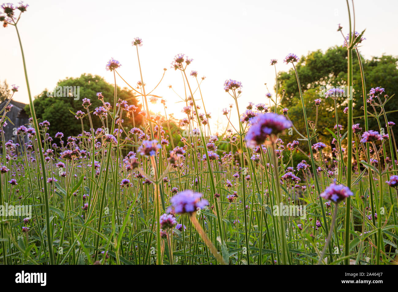 Low shot in green summer field full of Purpletop Vervain, in late evening sun Stock Photo