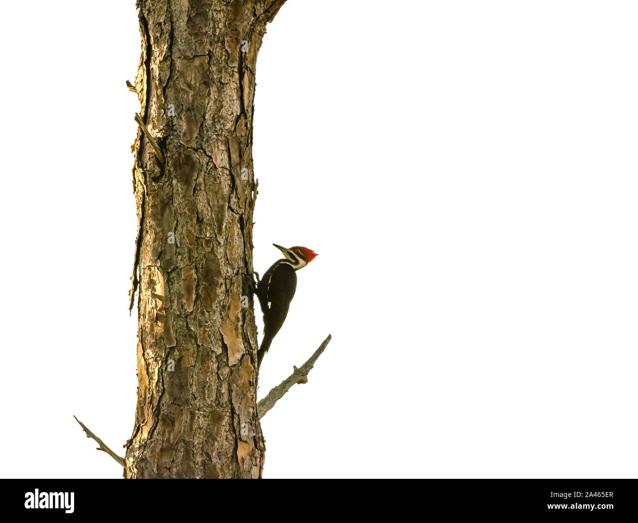 Piliated Woodpecker Clinging to a Pine Tree in Florida Stock Photo