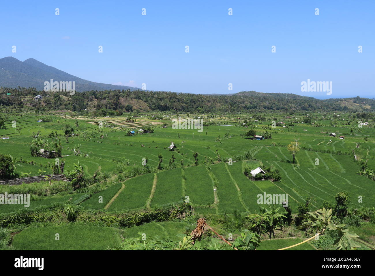 Aerial view of rice fields with lush green color on tropical Bali ...