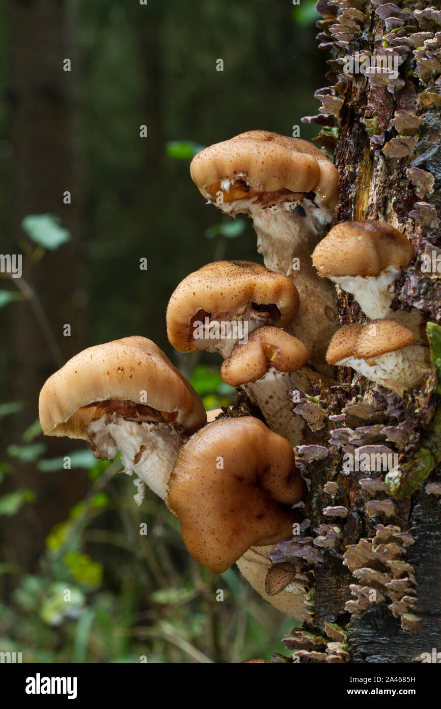 Freckled dapperling mushrooms growing on the rotting stem of a tree in a pine forest Stock Photo