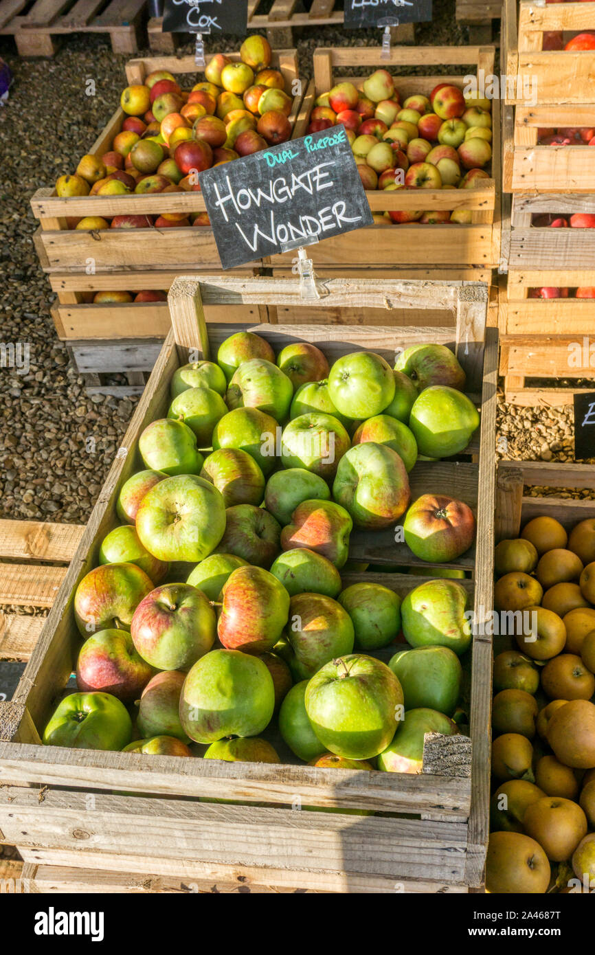 Box of Howgate wonder apples for sale at a Norfolk farm shop. Stock Photo