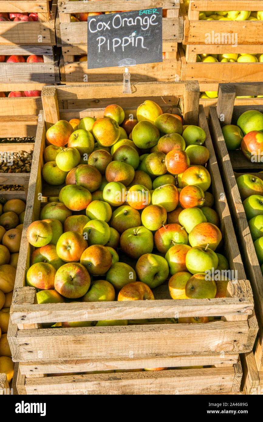 Box of Cox's orange pippin eating apples for sale at a Norfolk farm shop. Stock Photo