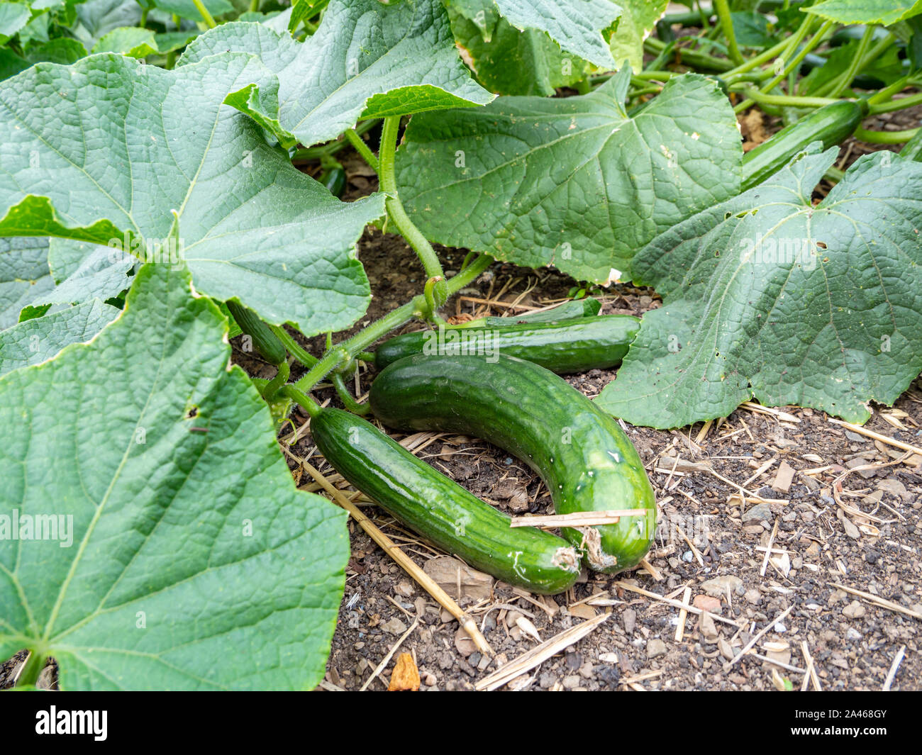 Outdoor cucumbers in the garden bed Stock Photo Alamy