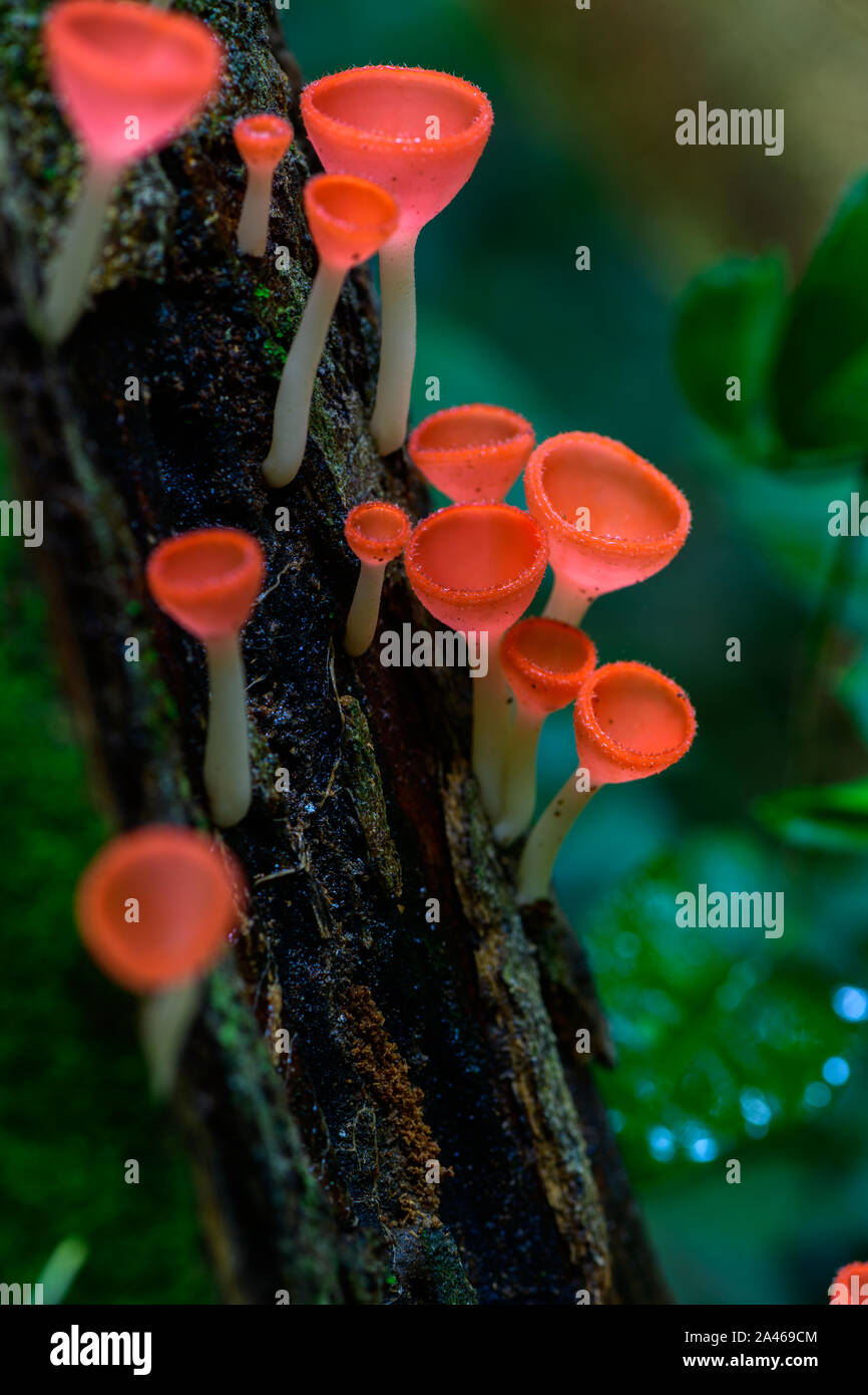 Tarzetta rosea rea dennis hi-res stock photography and images - Alamy