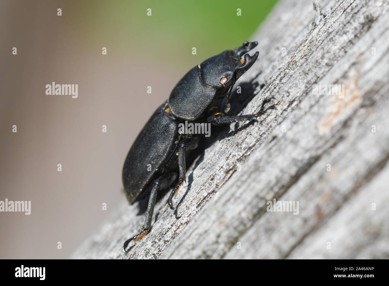 Close-up of lesser stag beetle an over a dry log Stock Photo