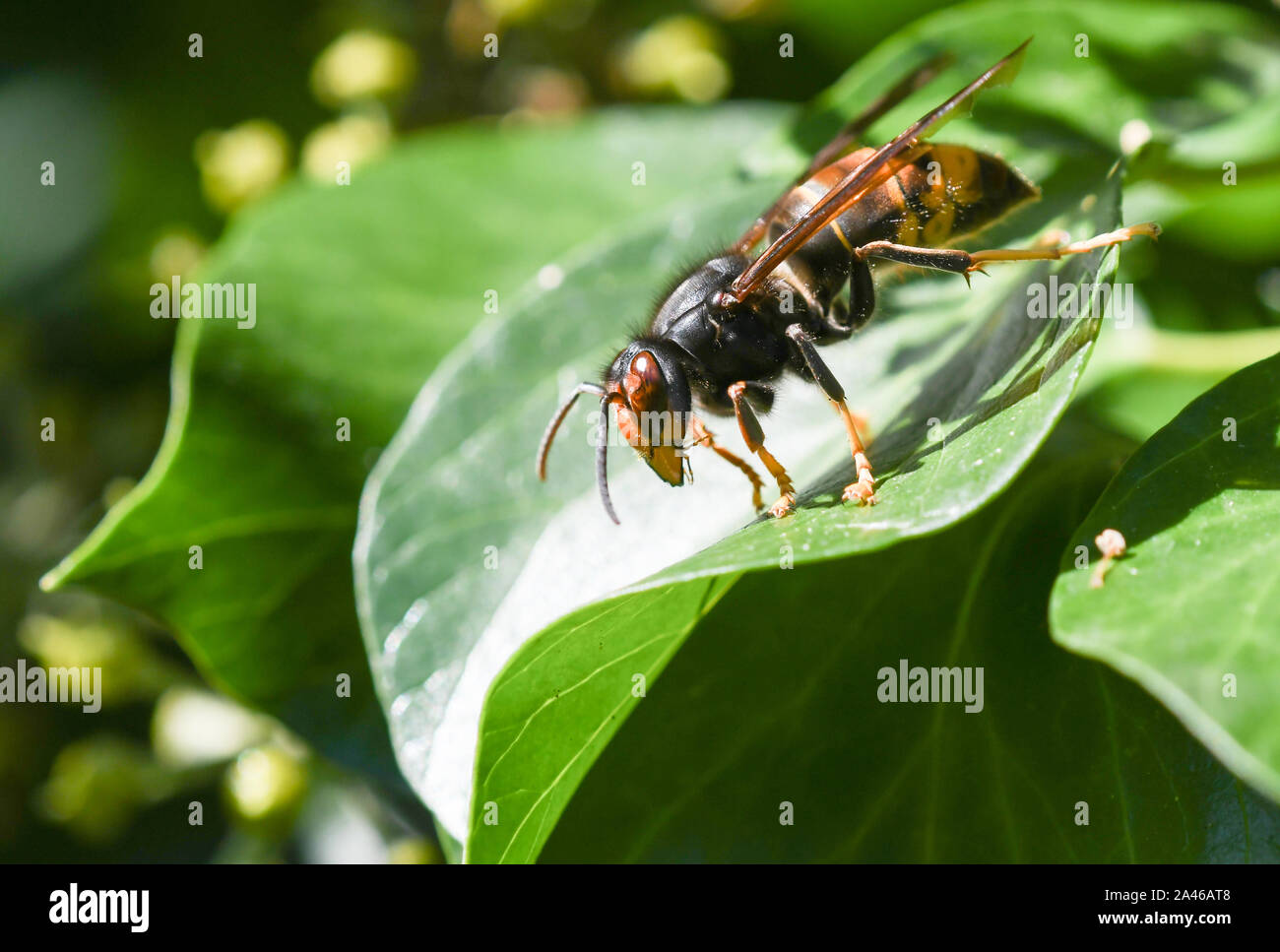 Close-up of Asian wasp roasting on an ivy leaf Stock Photo