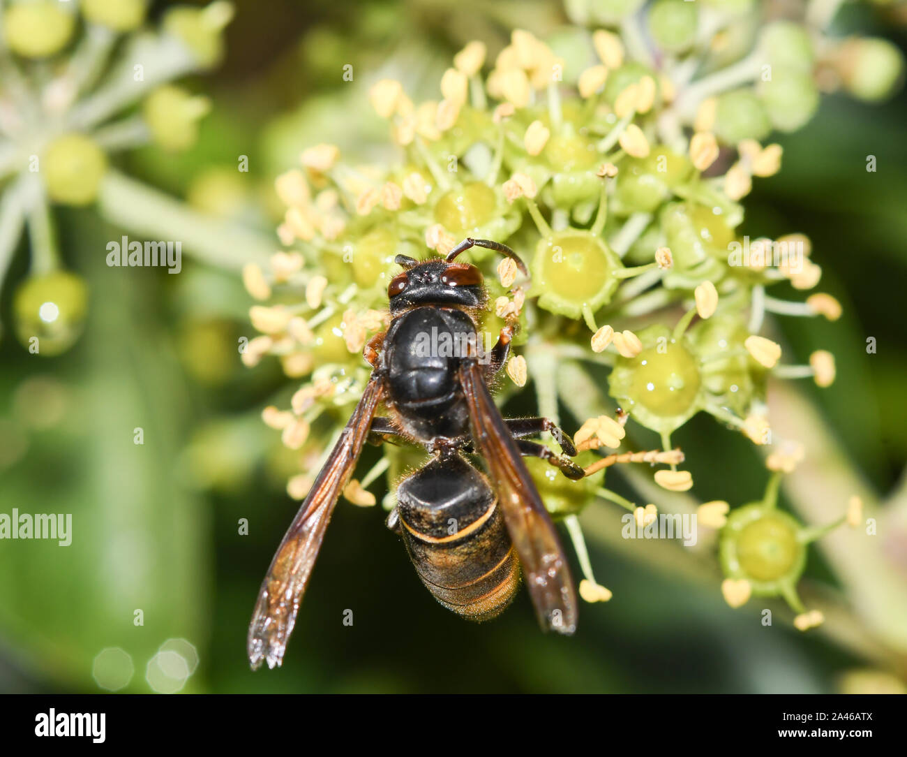 Close-up of Asian wasp feeding on ivy flowers Stock Photo