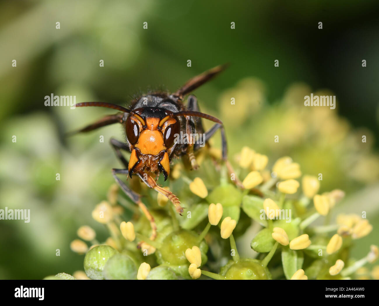 Close-up of Asian wasp feeding on ivy flowers Stock Photo