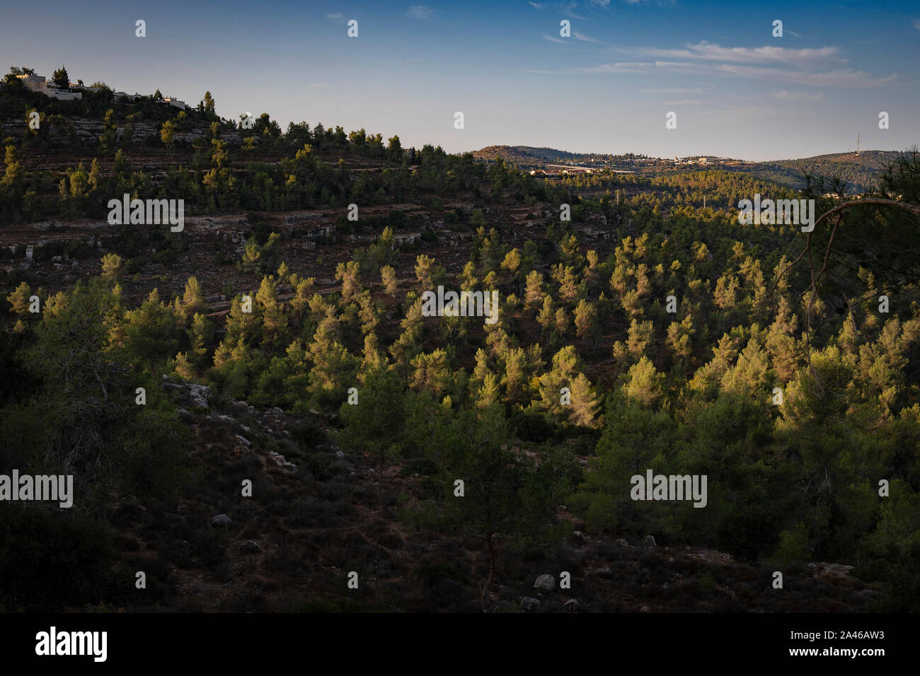The tree tops of the pine forests around Jerusalem, Israel, get the first light of sunrise Stock Photo
