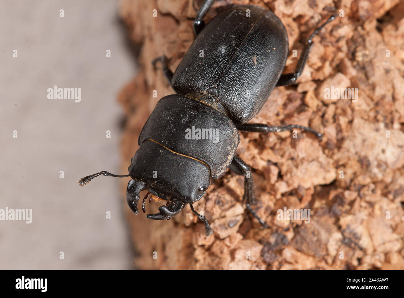 Close-up of lesser stag beetle Stock Photo