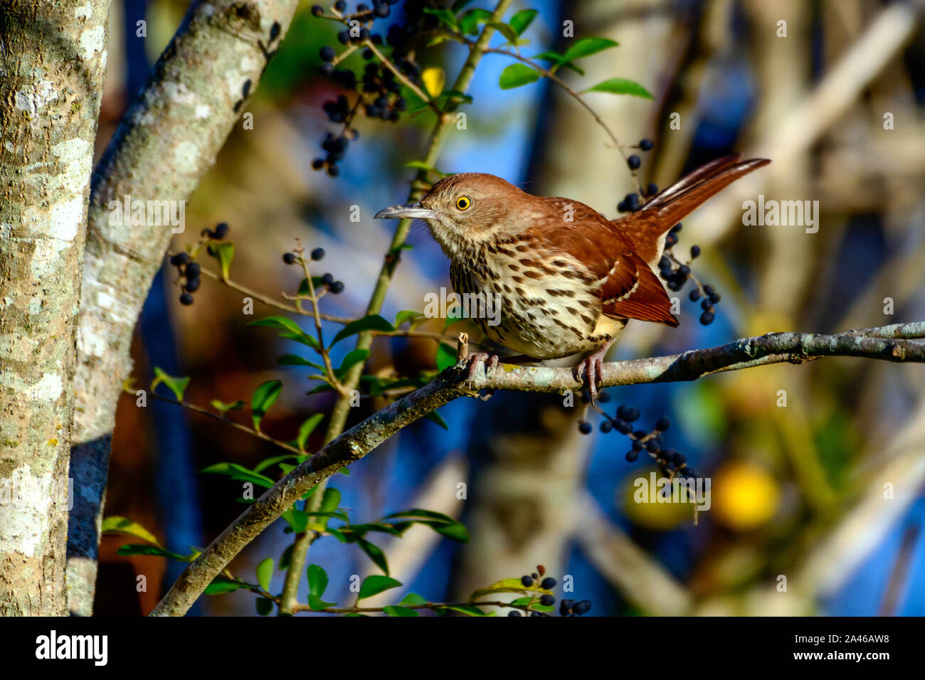Brown thrasher georgia hi-res stock photography and images - Alamy