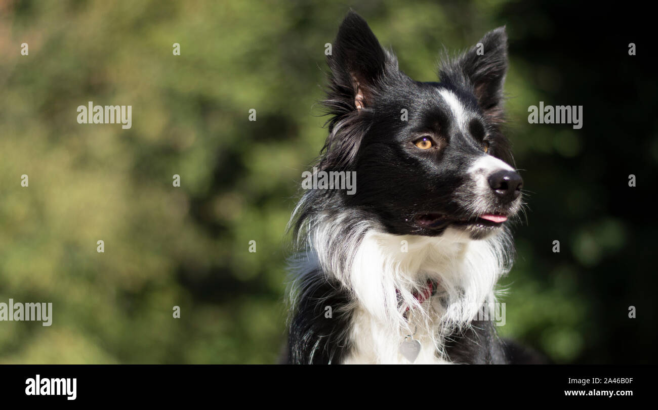 Are Border Collies Loving