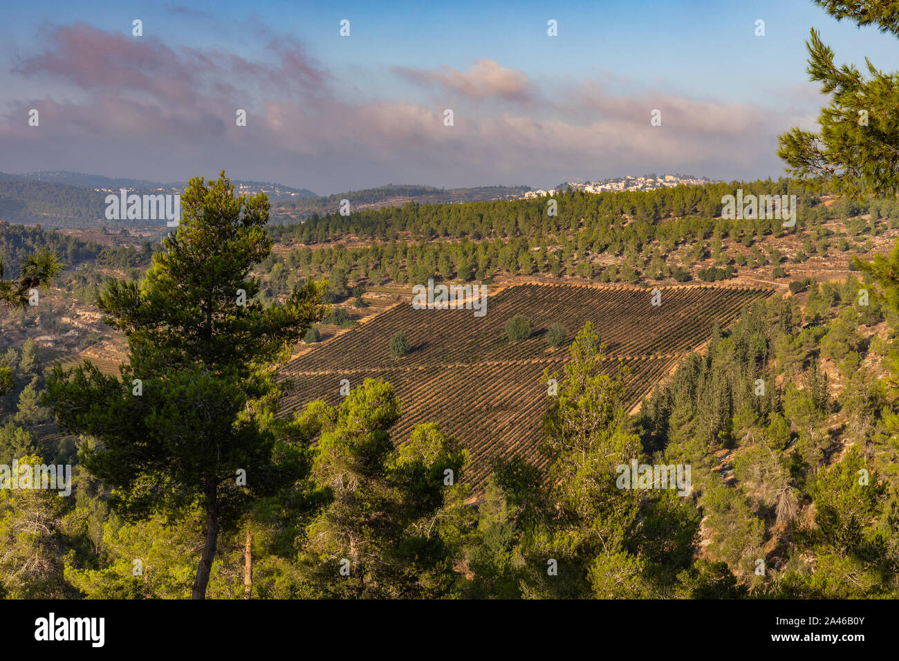 A vineyard among the pine trees of a forest near Jerusalem, Israel Stock Photo