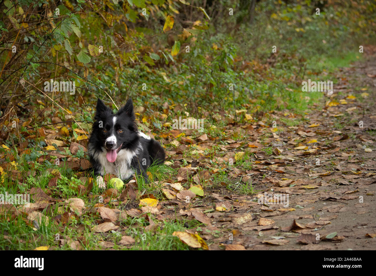 Happy and relaxed border collie puppy lying down in a mountain trail with his ball Stock Photo