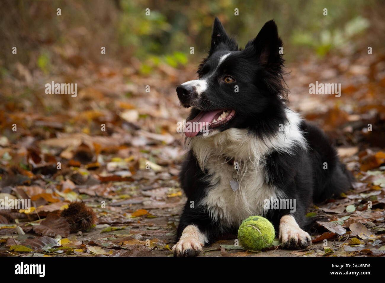 Happy and relaxed border collie puppy lying down in a mountain trail with his ball Stock Photo
