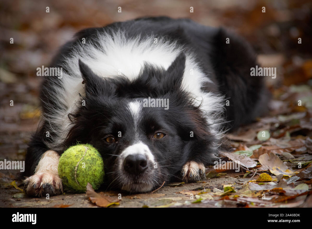 Portrait of a border collie puppy, lying on the ground with his ball Stock Photo