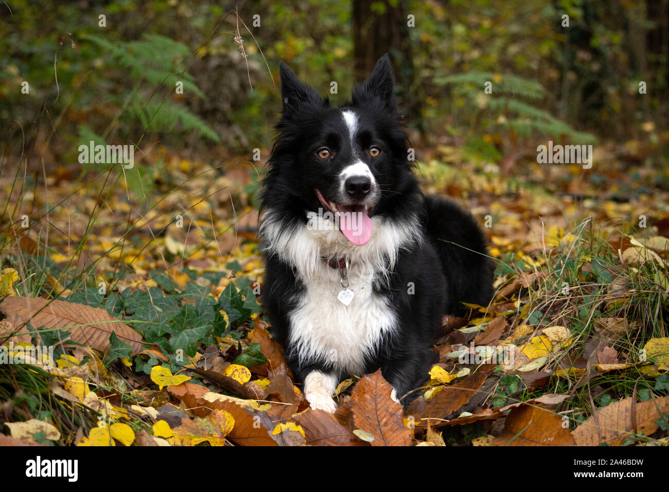 Happy and relaxed border collie puppy lying down in a mountain trail Stock Photo