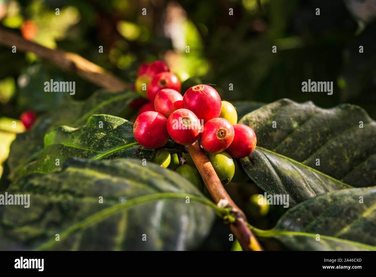 Coffee beans ripening, fresh coffee,red berry branch Stock Photo Alamy
