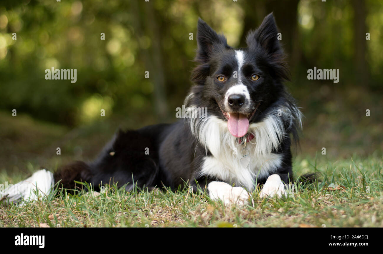 A loving and peaceful border collie puppy relaxes in the grass Stock Photo