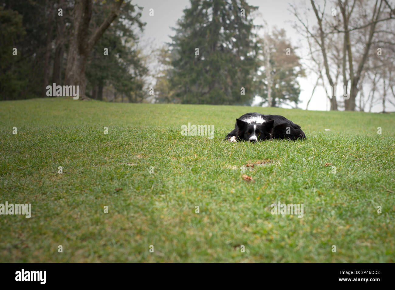 A cute border collie puppy remarries in a meadow Stock Photo