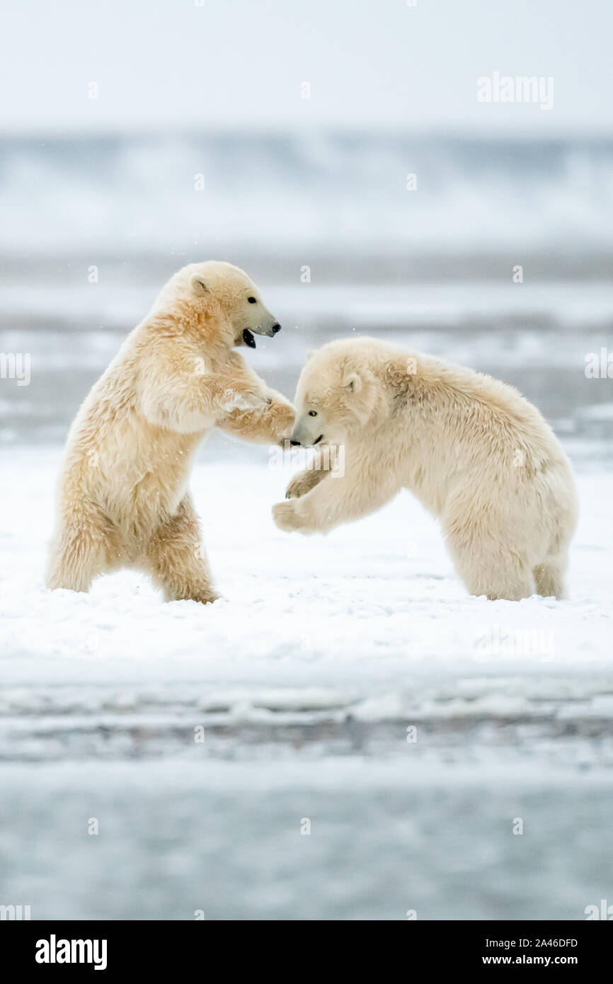 Polar bear cubs (Ursus maritimus) in Kaktovik, Alaska in the Arctic