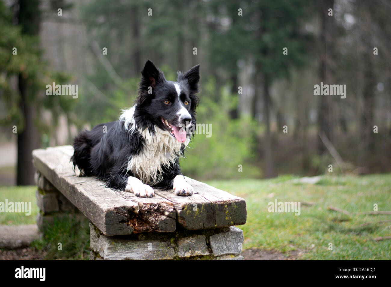 A border collie puppy relaxes on a wooden bench Stock Photo