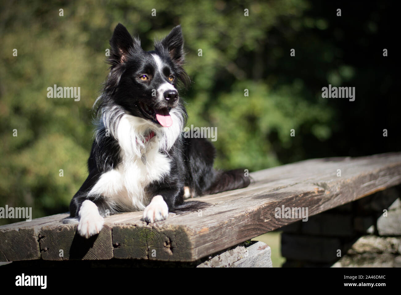 Funny border collie puppy lying on a wooden table in the woods Stock Photo