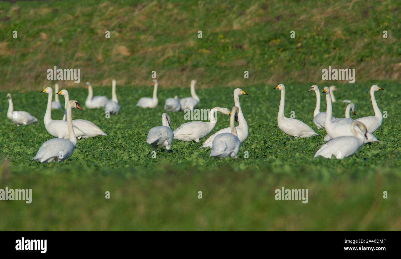 Mixed flock of Mute swan, Bewick's Swan and Whooper Swans in an arable field in winter. Stock Photo