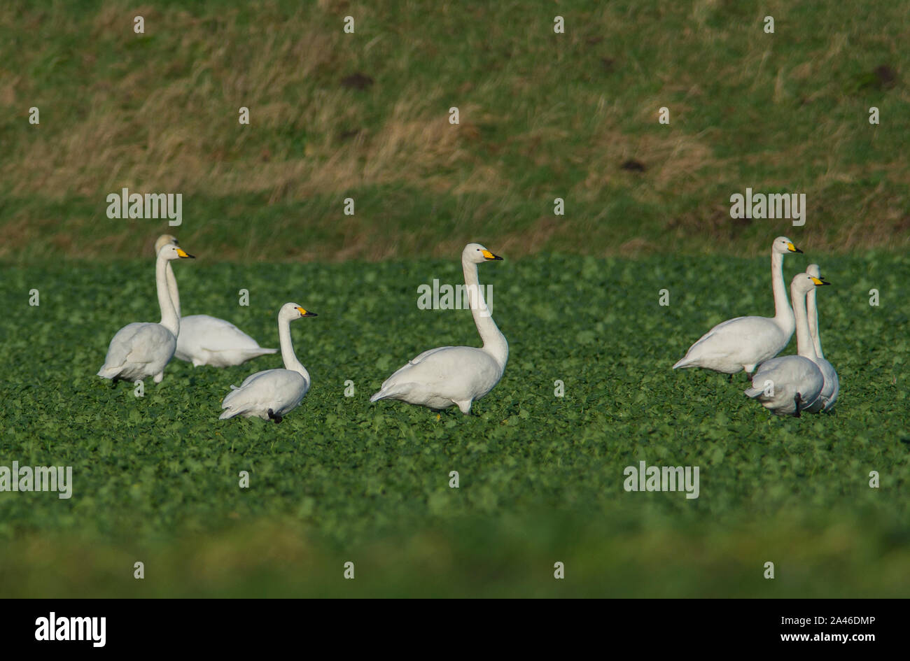 Mixed flock of Whooper Swans (Cygnus Cygnus) and Bewick's Swans  (Cygnus columbianus) in an arable field in winter in the UK. Stock Photo