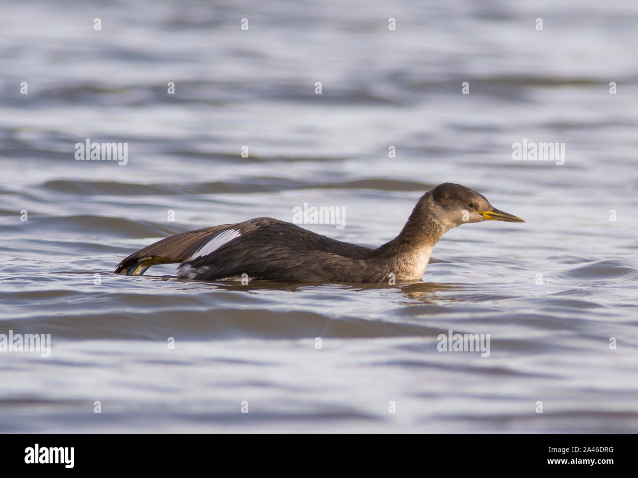 Red-Necked Grebe (Podiceps grisegena) in winter plumage, in winter sun, Great Britain. Stock Photo
