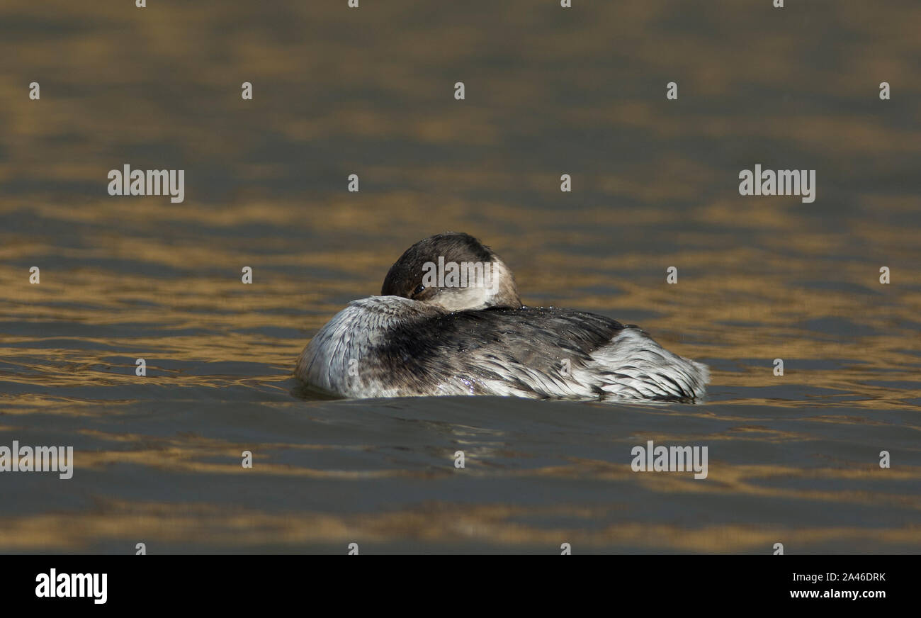 Red-Necked Grebe (Podiceps grisegena) in winter plumage, in winter sun, Great Britain. Stock Photo