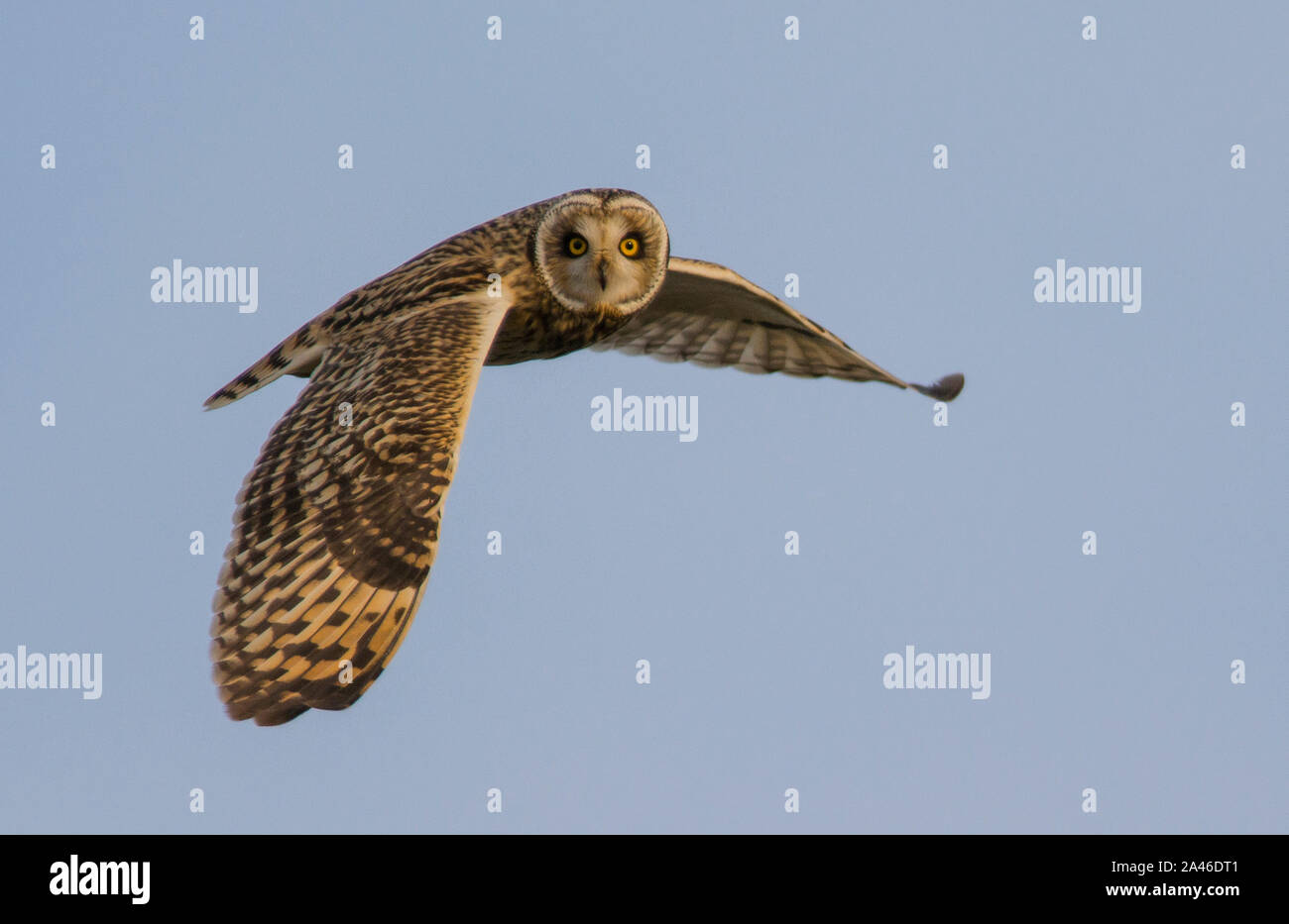 North American Owls In Winter Stock Photos North American Owls