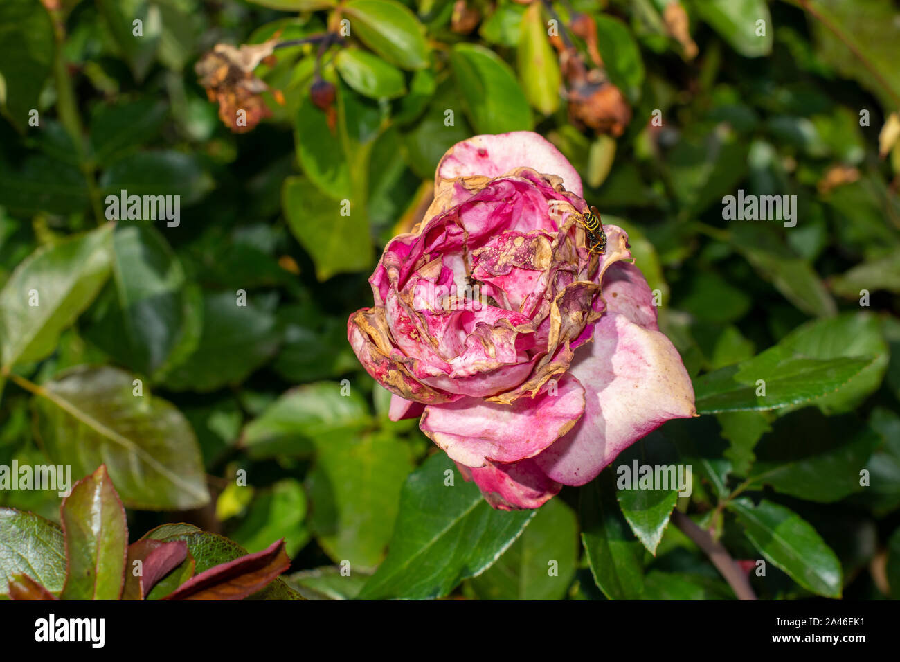 Black spot roses hi-res stock photography and images - Alamy