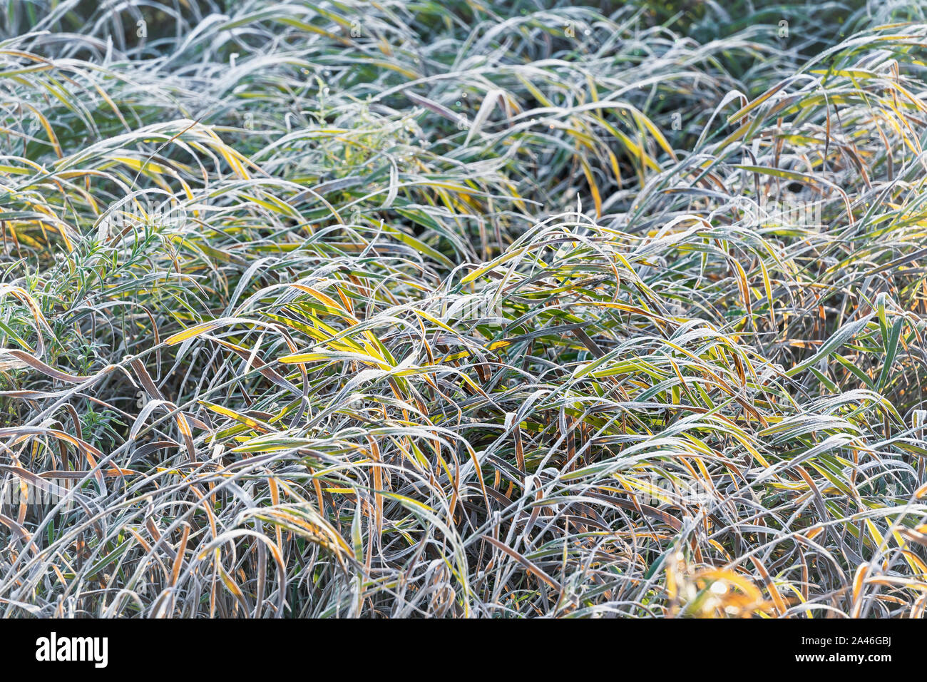Frosted field of tall grass. Stock Photo