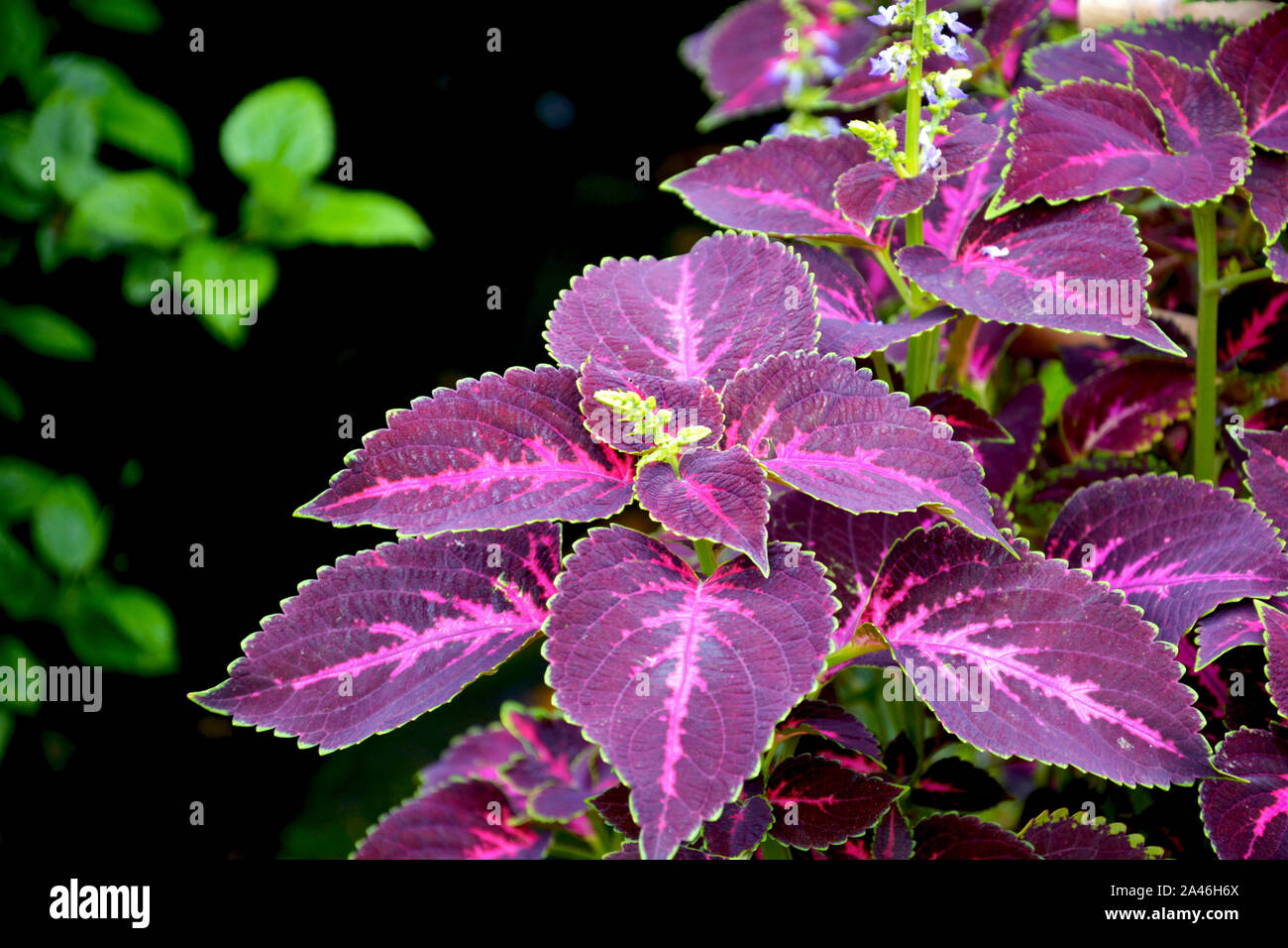 Close up of Coleus ( Plectranthus scutellarioides ) plant leaves growing in mawlynnong village of Shillong, Meghalaya, India Stock Photo
