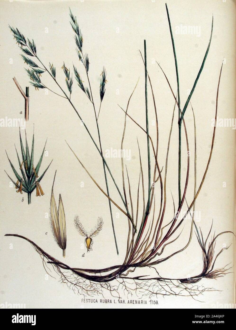 Festuca rubra — Flora Batava — Volume v15. Stock Photo