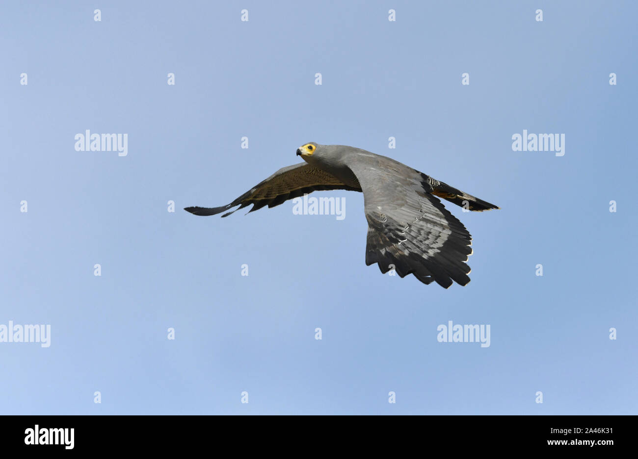 African marsh harrier hi-res stock photography and images - Alamy