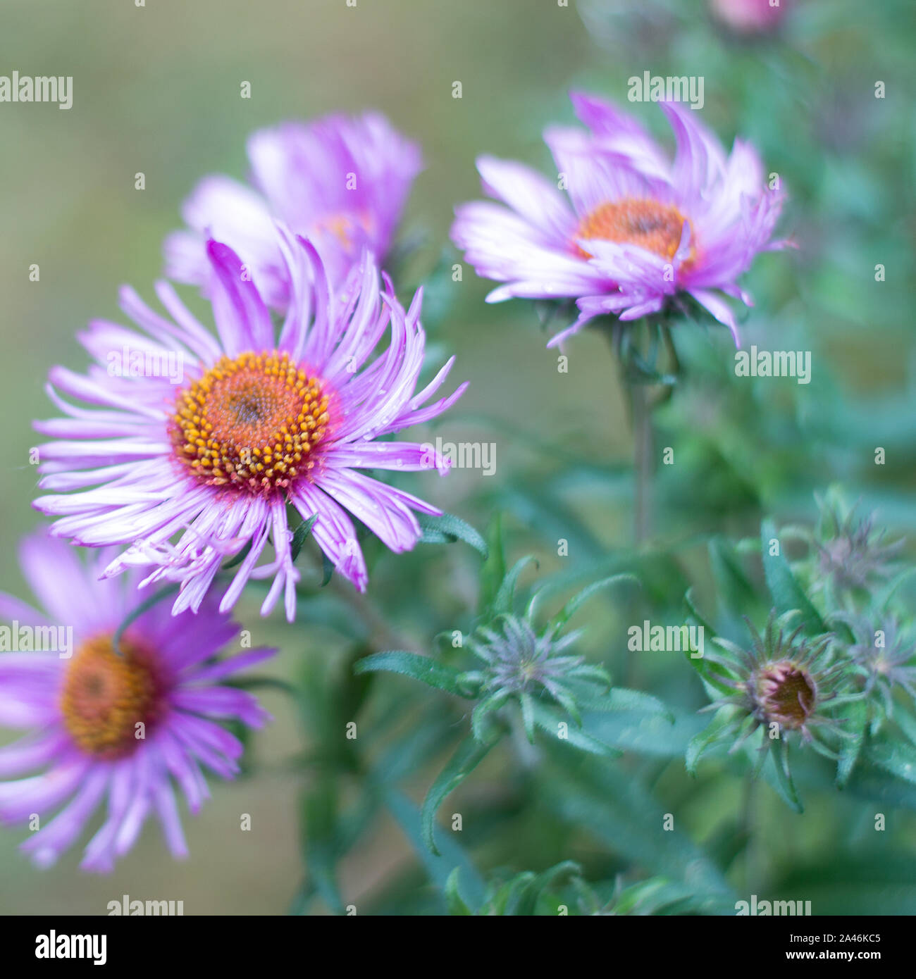 New England Asters in fall Stock Photo