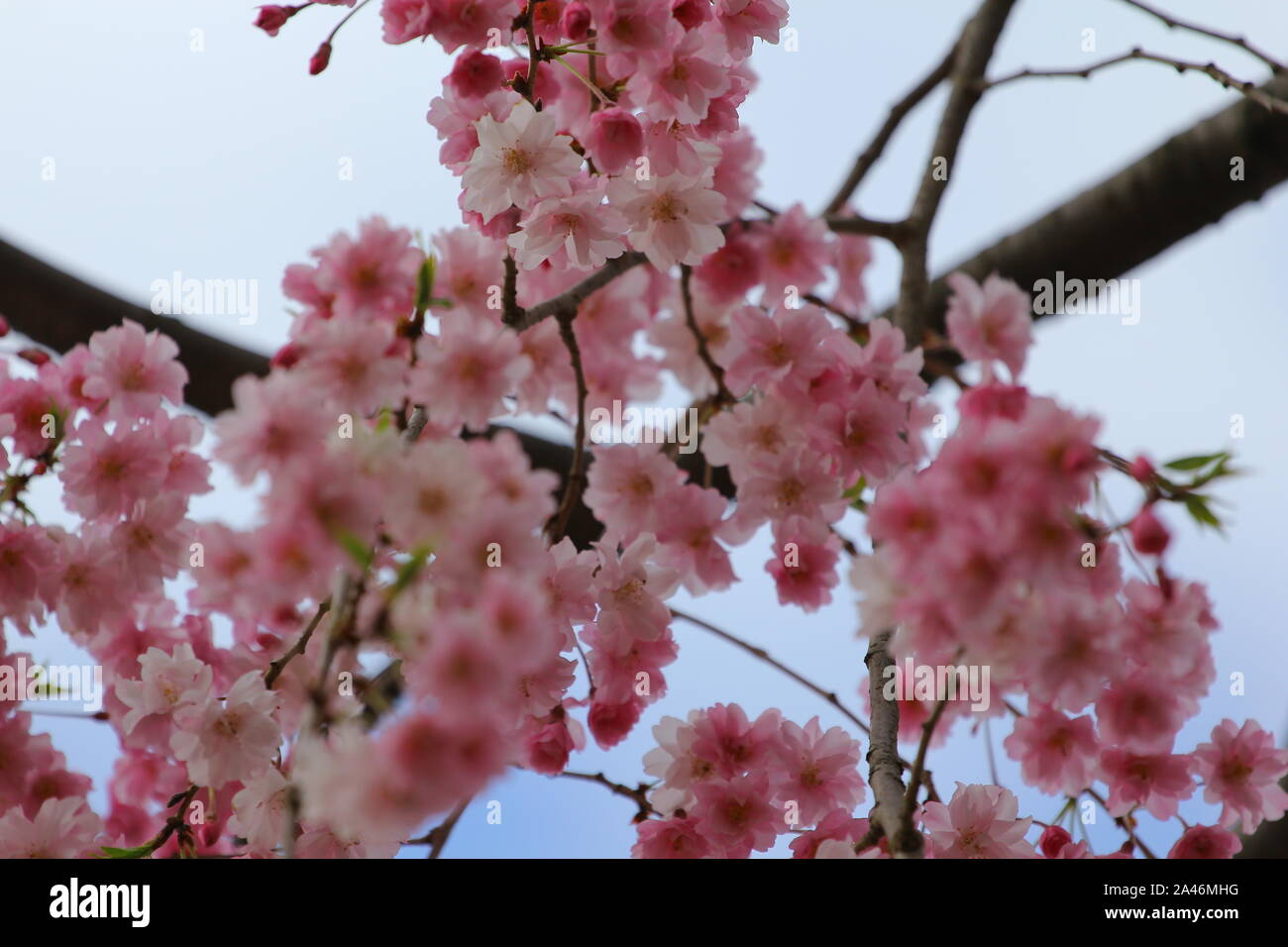 Weeping Cherry Tree Blossoms Stock Photo Alamy