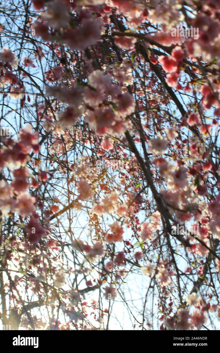 Weeping Cherry Tree Blossoms Stock Photo Alamy