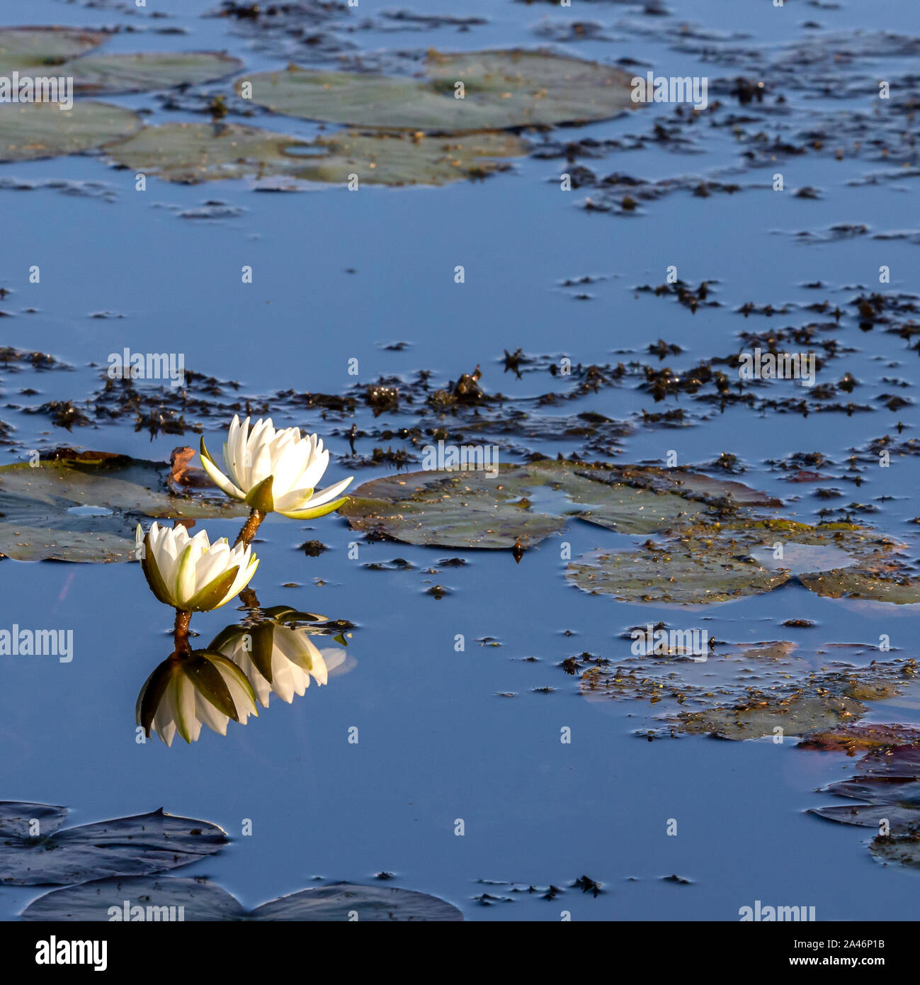 Nature around Lac Boivin in Granby, Eastern Townships, Quebec, Canada. White water lilies abound during summer and early fall.. Stock Photo