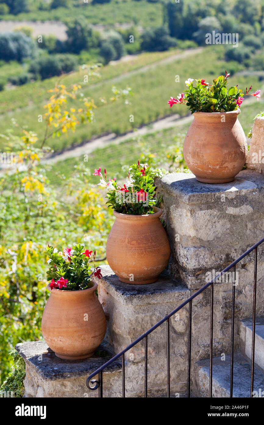 Chilean jasmine in terracotta pots in a Provence garden, France Stock Photo