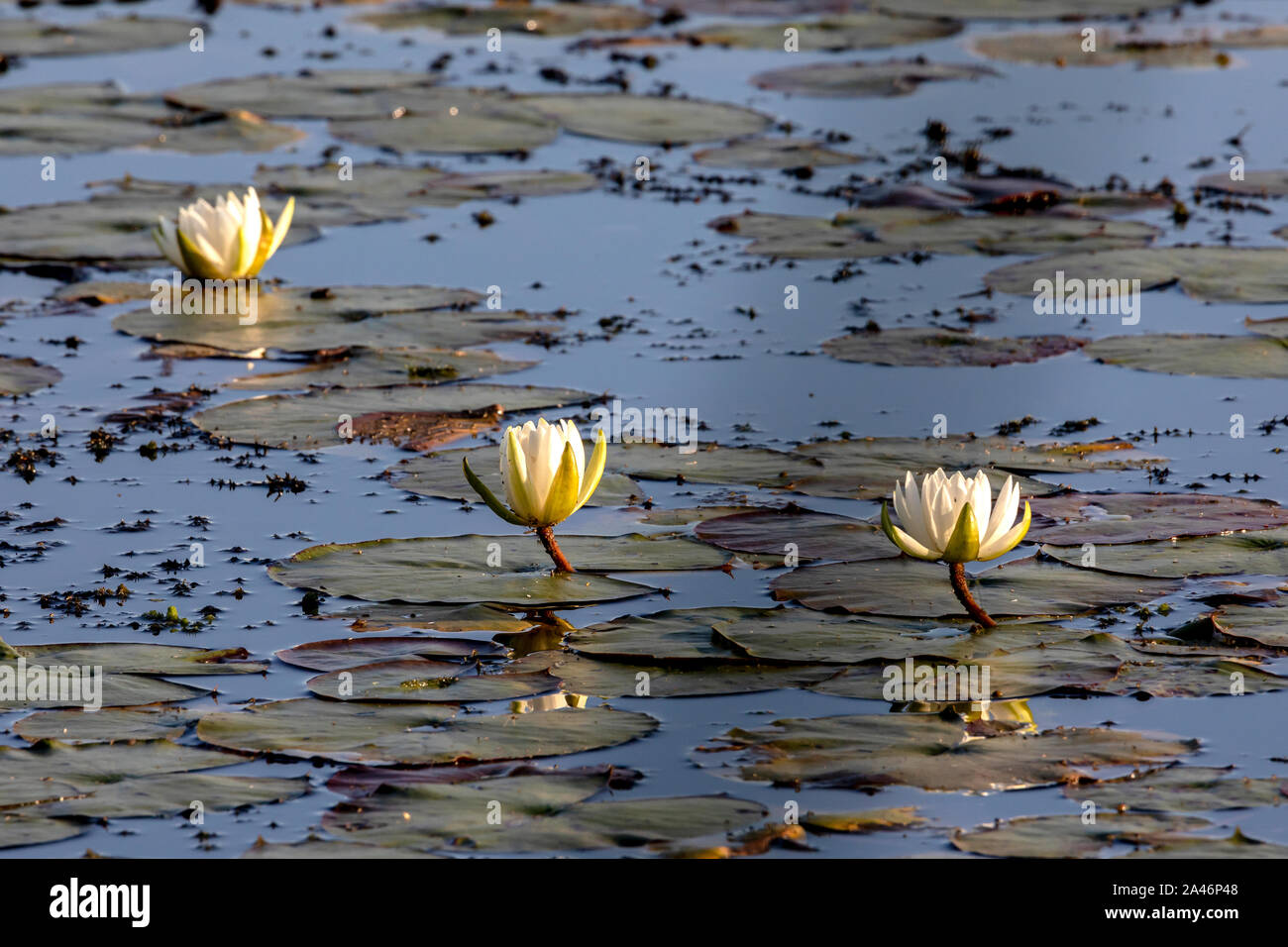 Nature around Lac Boivin in Granby, Eastern Townships, Quebec, Canada. White water lilies abound during summer and early fall.. Stock Photo