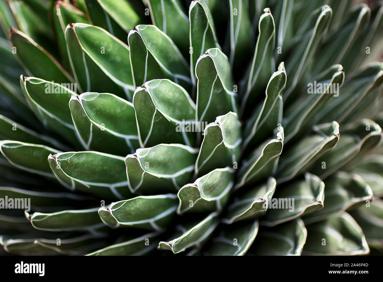 A close-up image of Queen Victoria agave (royal agave) plant Stock Photo